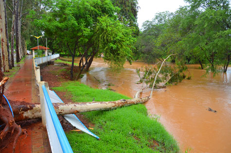 A chuva intensa na cidade provocou queda de árvores e alagamentos nas vias públicas. (Foto: Aloísio Costa/Informe Cidade).