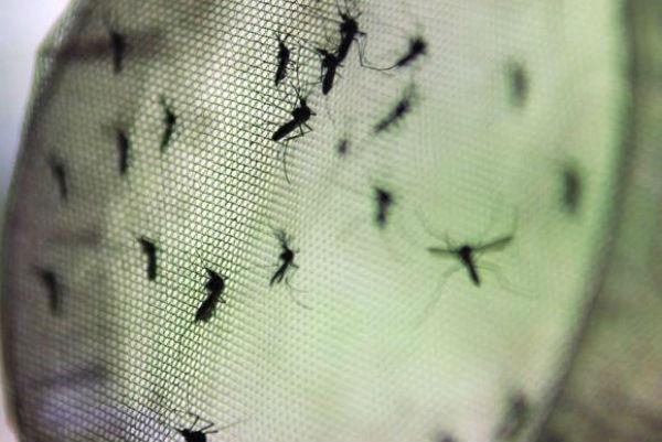 mosquitos da dengue